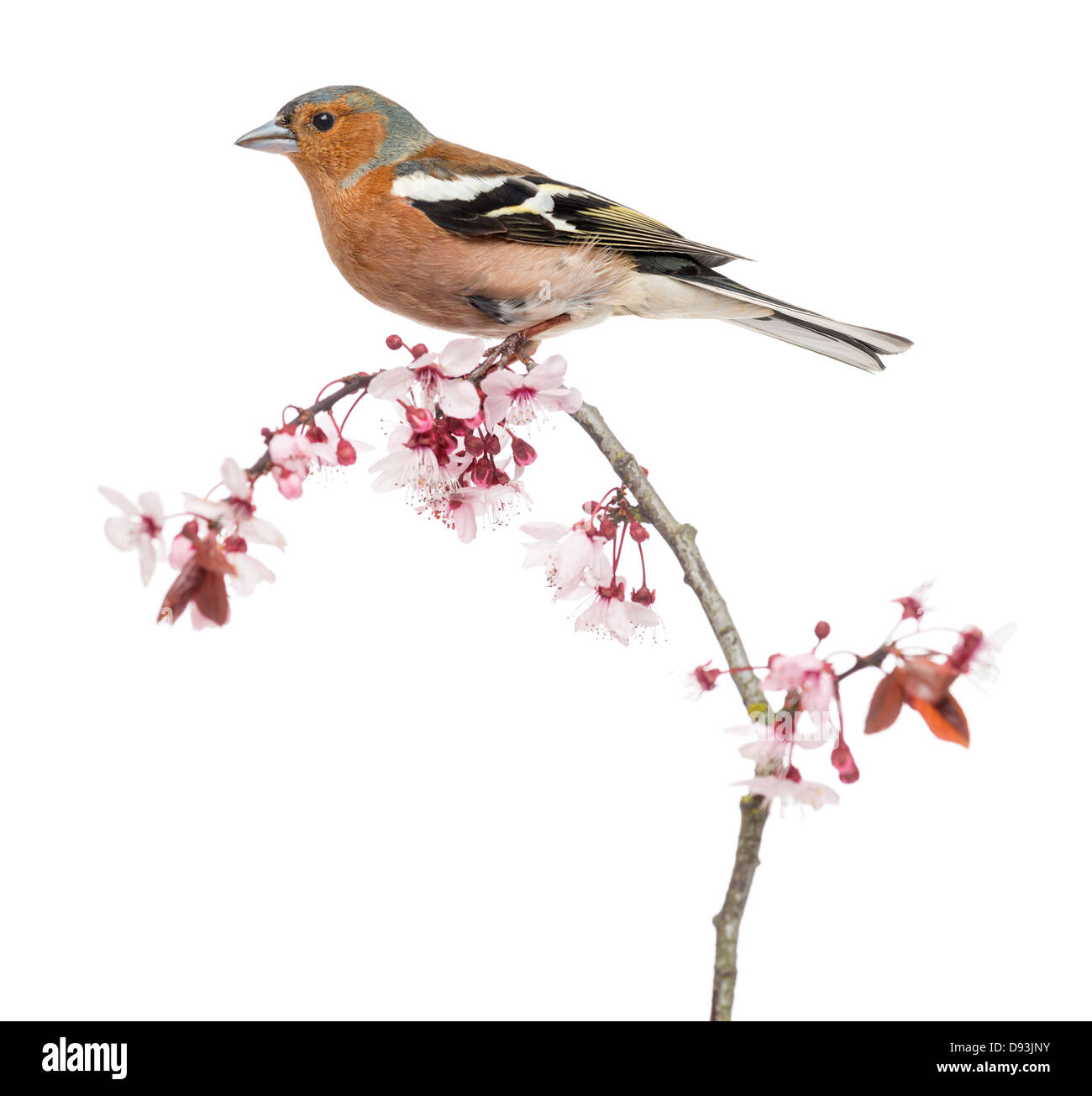 Gemeinsamen Buchfink, Fringilla Coelebs, thront auf einem Ast vor weißem Hintergrund Stockfoto