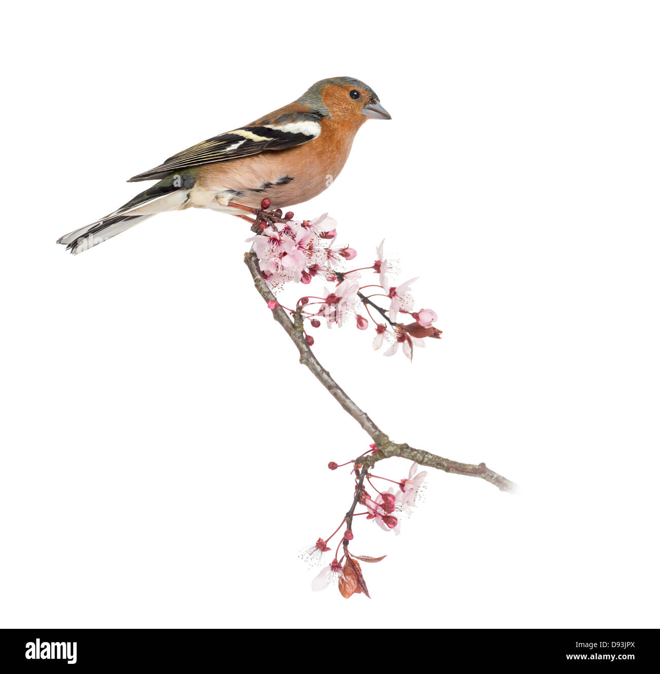Gemeinsamen Buchfink, Fringilla Coelebs, thront auf einem Ast vor weißem Hintergrund Stockfoto