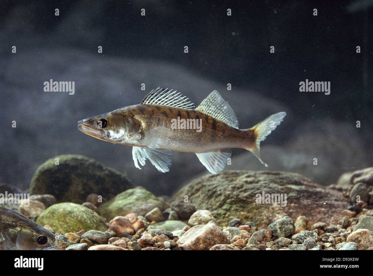 Ein Zander. Stockfoto