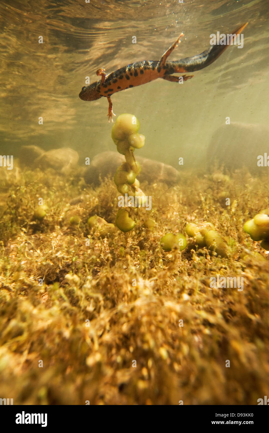 Triturus Schwimmen unter der Oberfläche des Wassers, Öland, Schweden. Stockfoto