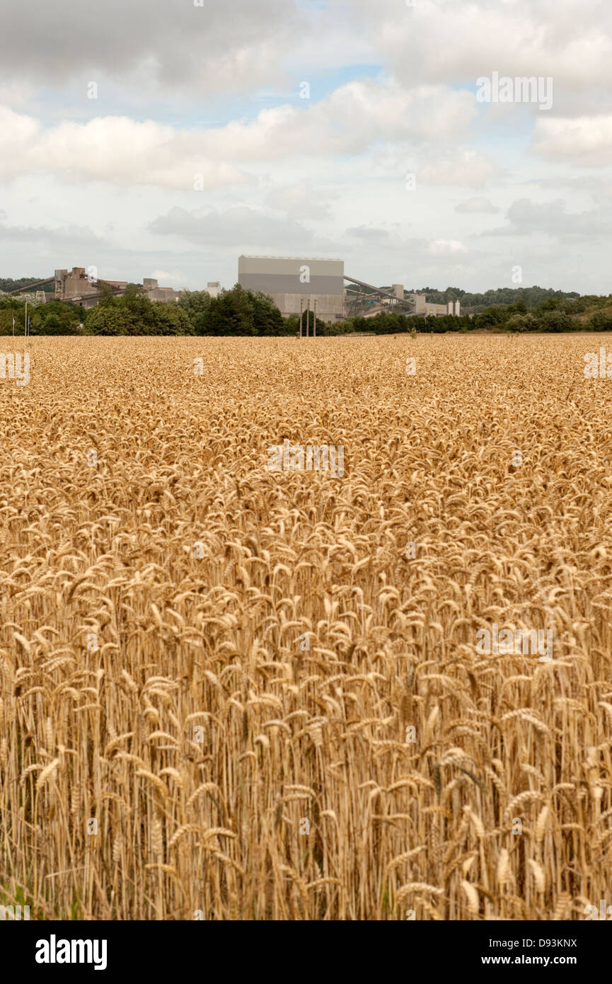 Feld goldene Blecquenecques europäischen Weizenernte Stockfoto