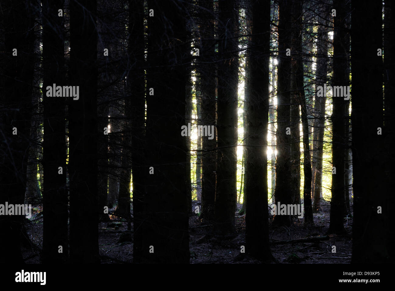 Dichten Wald, Halland, Schweden. Stockfoto