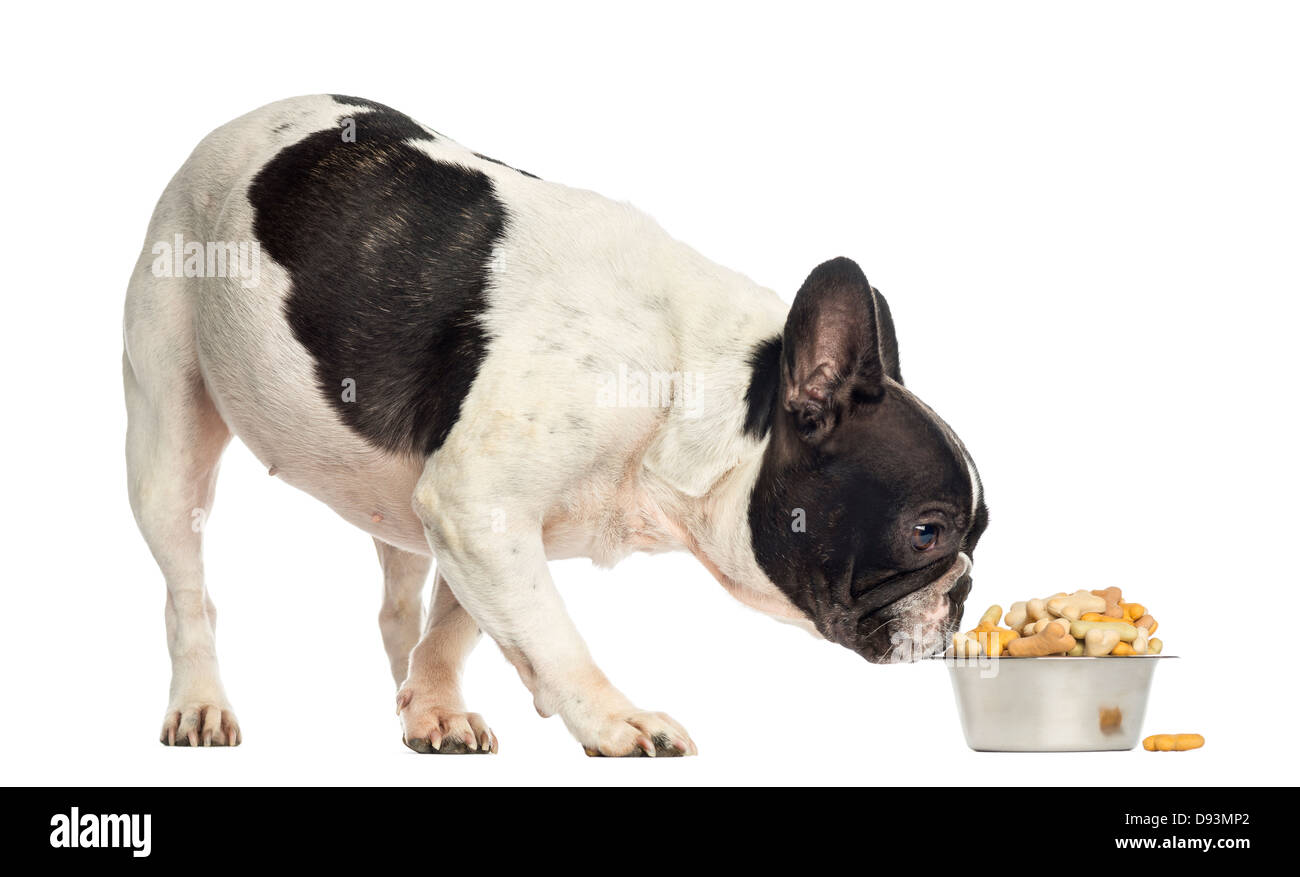 Französische Bulldogge schnüffeln eine Schüssel voller Kekse vor weißem Hintergrund Stockfoto