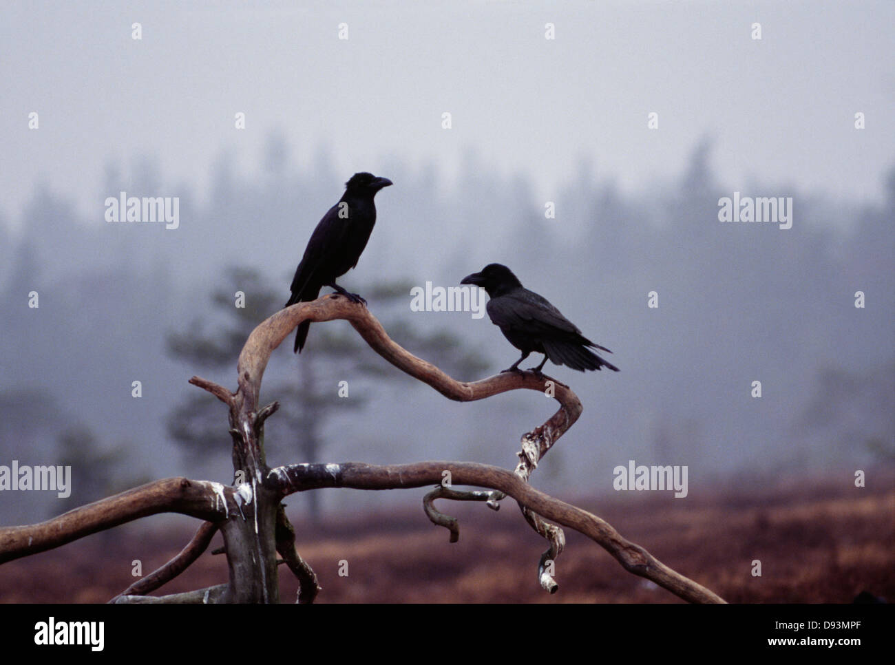 Vögel auf AST thront Stockfoto