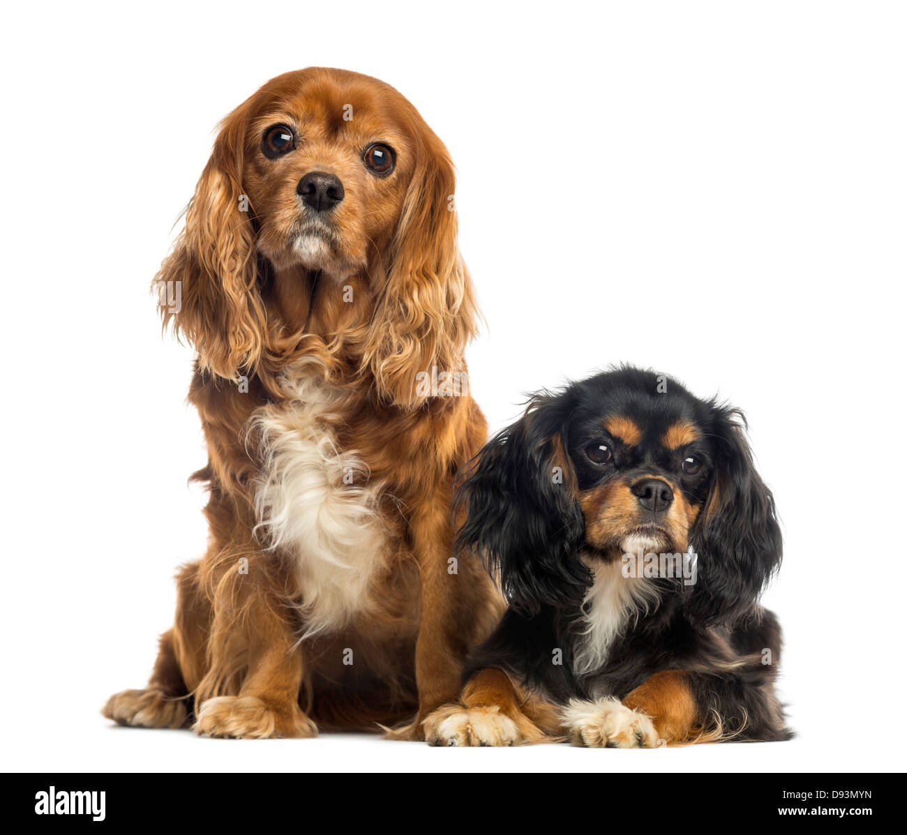 Zwei Cavalier King Charles Spaniels sitzen und liegen zusammen auf weißen Hintergrund Stockfoto