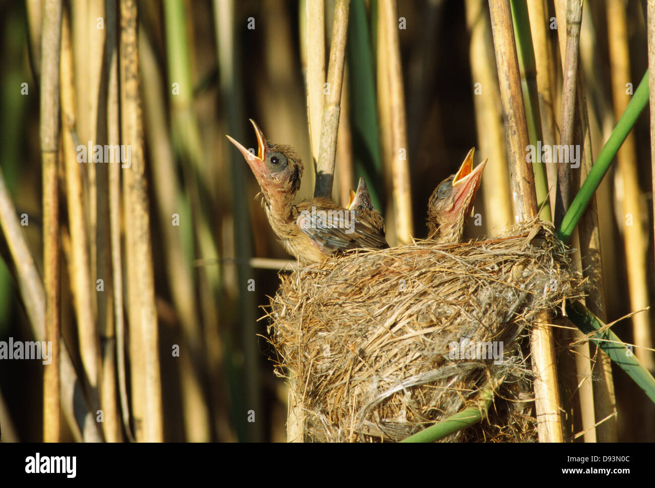 Hungrige Jungvögel im nest Stockfoto
