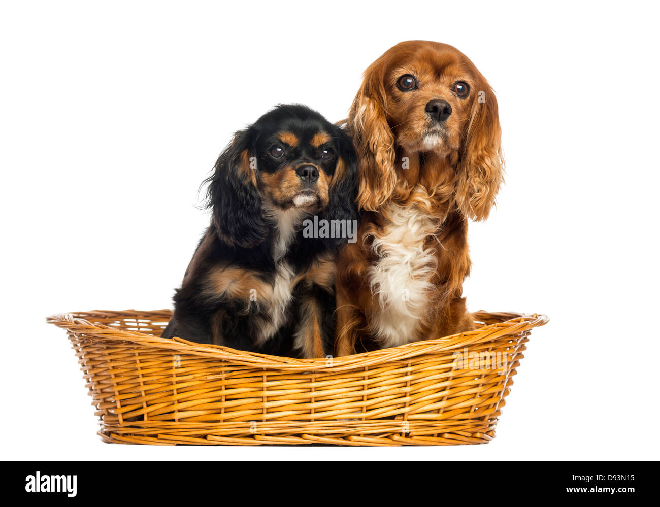 Zwei Cavalier King Charles Spaniel, 11 Jahre und 6 Monate alt, im Weidenkorb auf weißen Hintergrund Stockfoto
