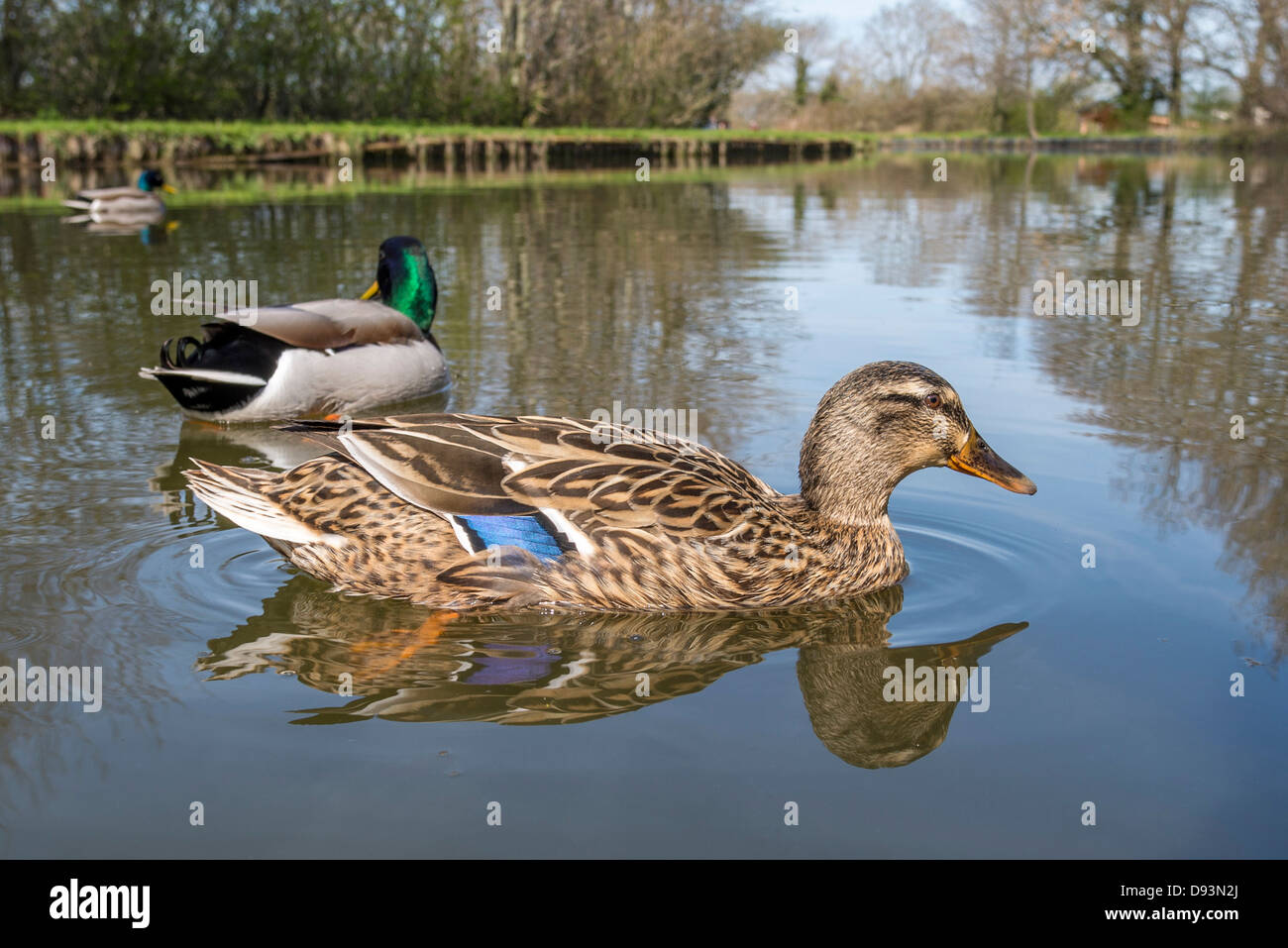 Herr und Frau Mallard Ente an einem Kanal. Stockfoto