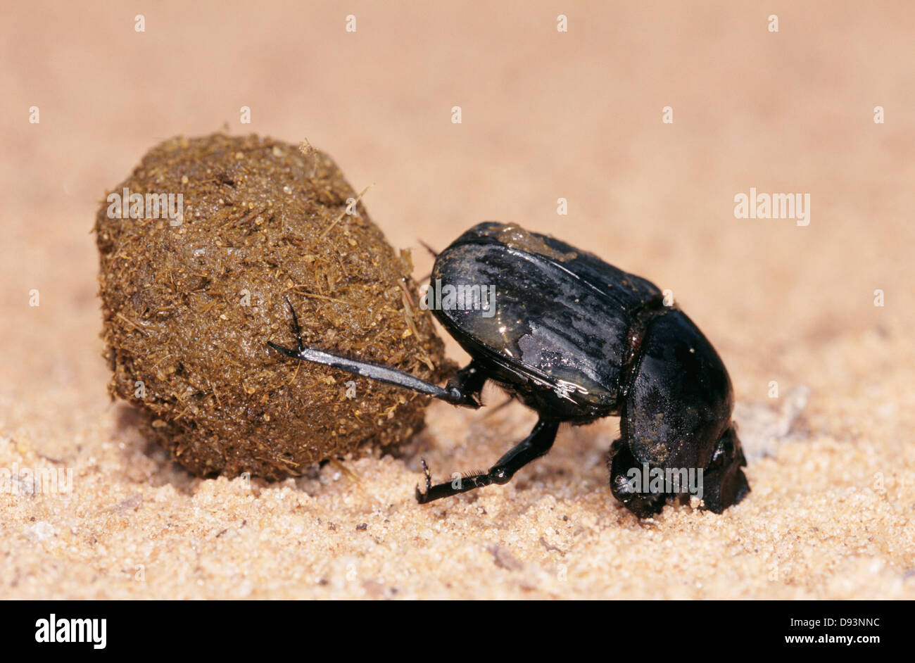 Käfer ziehen Dung, close-up Stockfoto