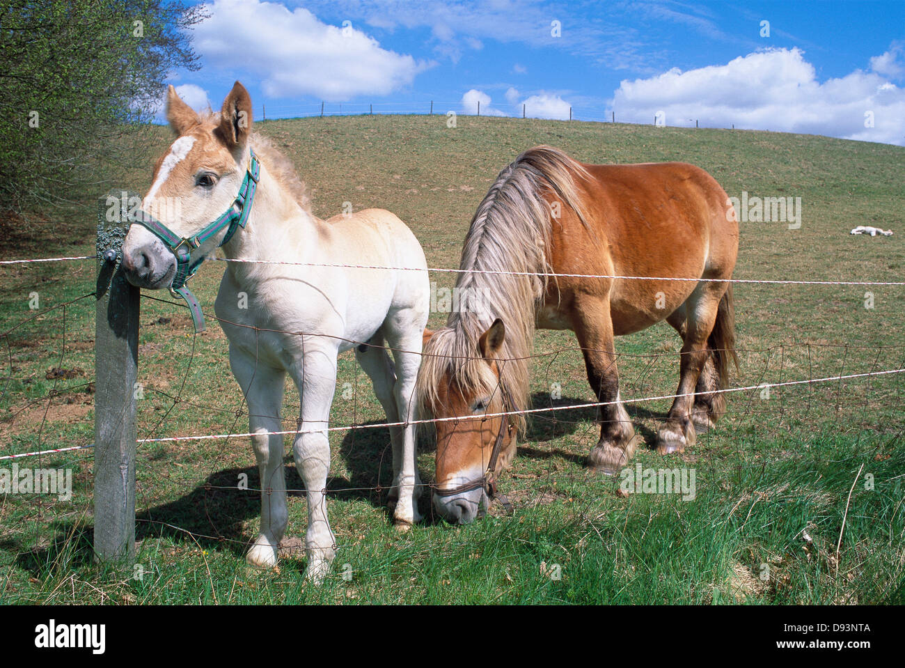 Zwei Ardennen Pferde auf einer Weide. Stockfoto