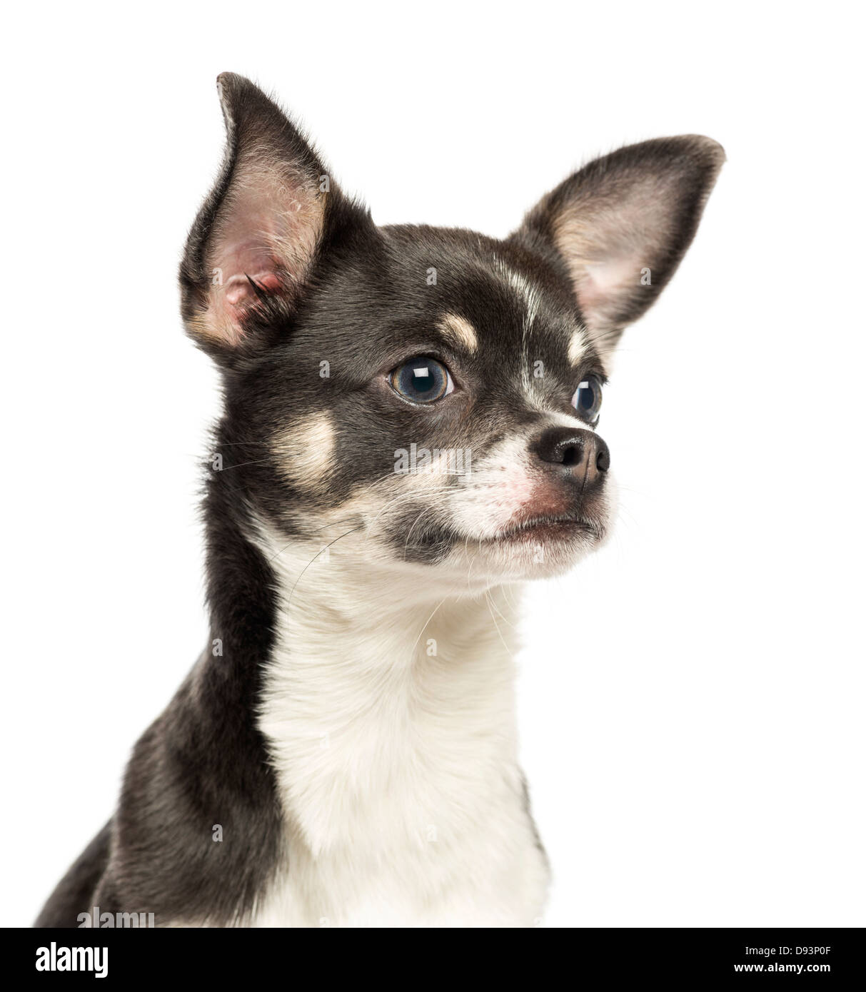 Nahaufnahme von Chihuahua, 7 Monate alt, vor weißem Hintergrund Stockfoto