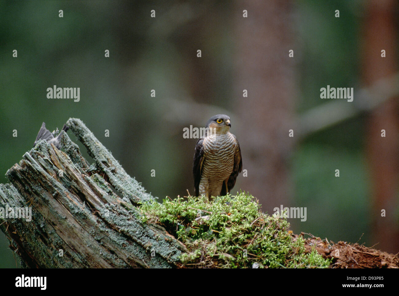 Vogel sitzend auf Baumstamm Stockfoto