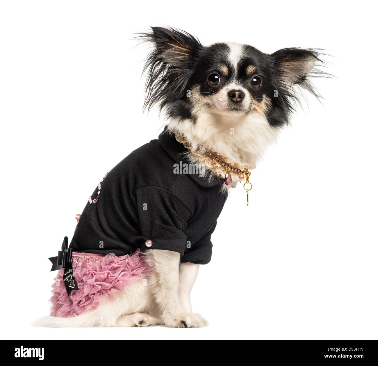 Seitenansicht des verkleidet Chihuahua sitzen vor weißem Hintergrund Stockfoto