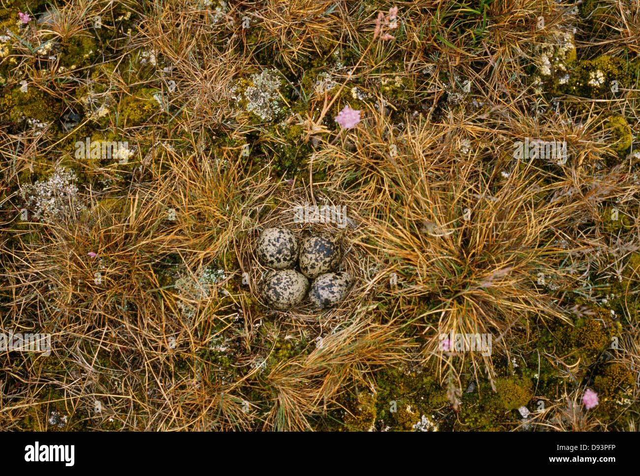 Goldregenpfeifer brüten vier getarnten Eier auf dem Rasen, Draufsicht Stockfoto