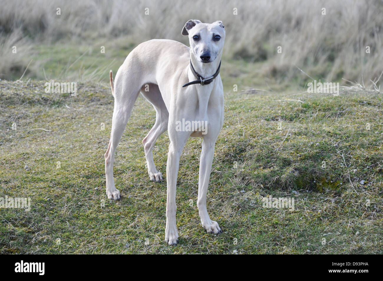 weiße Whippet Jagdhund Rasse Hund stehend gestellt noch auf einem grünen Rasen Hügel Blick in die Kamera UK Stockfoto