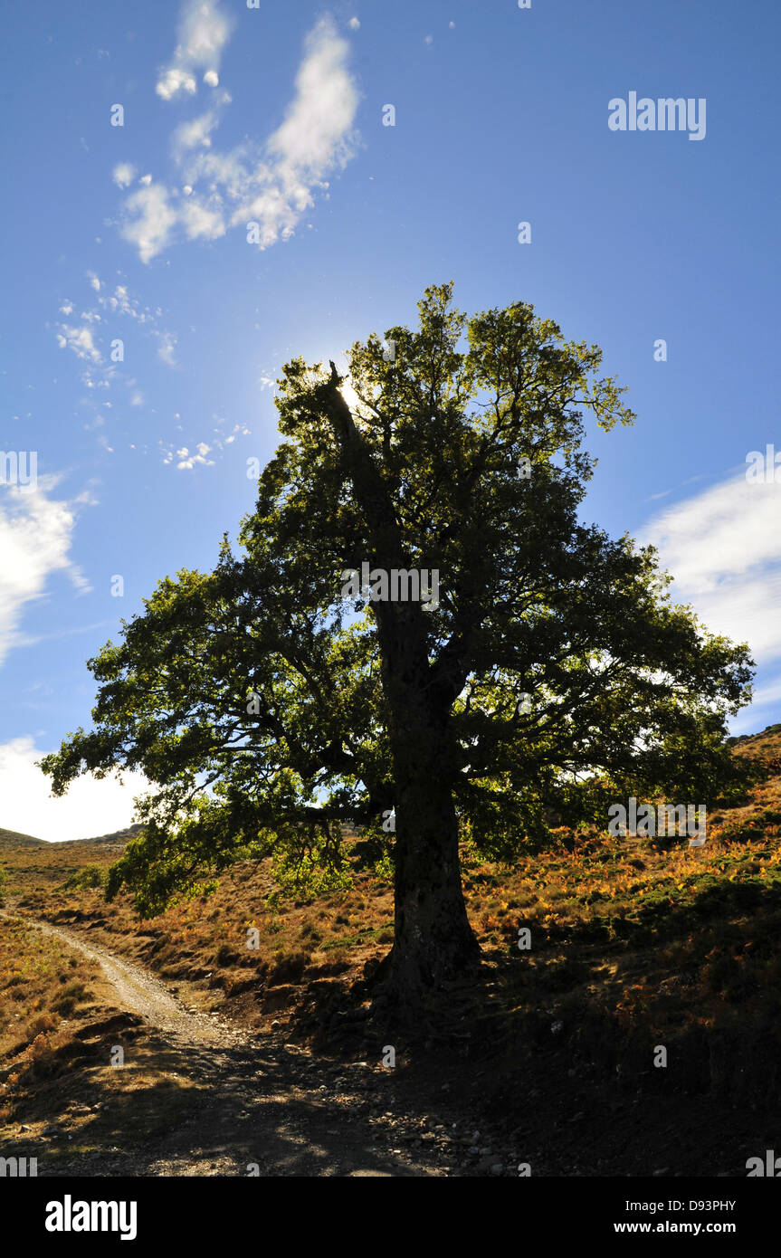 Flaum-Eiche, Quercus Pubescens, Monte d'Iscudu, Gennargentu-massiv, Sardinien, Italien Stockfoto