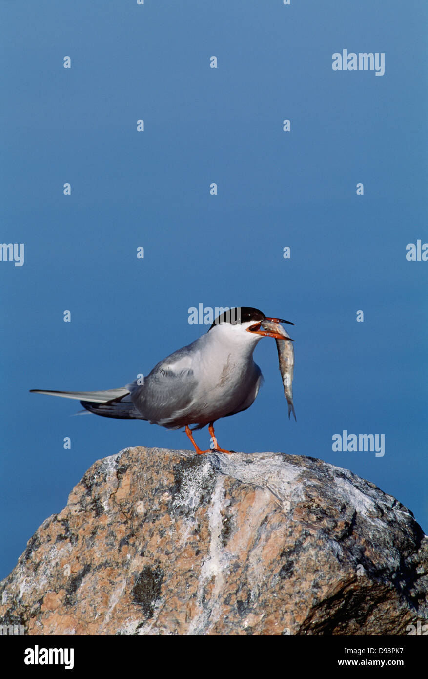 Vögel halten Fisch im Mund Stockfoto