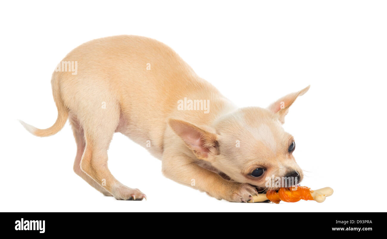 Chihuahua Welpen Essen einen Knochen vor weißem Hintergrund Stockfoto