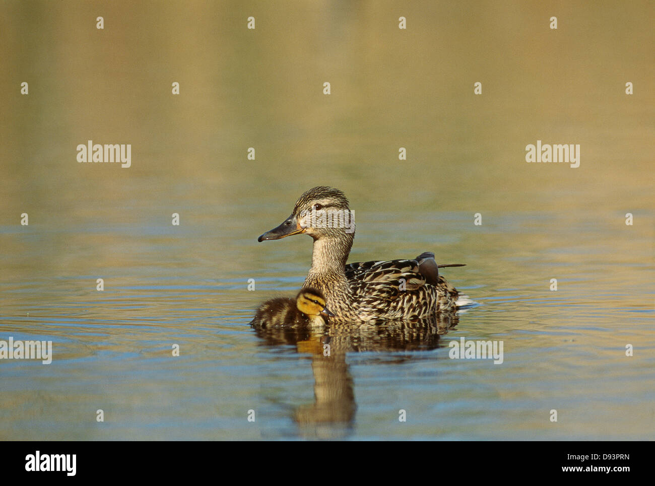 Stockente im See Stockfoto