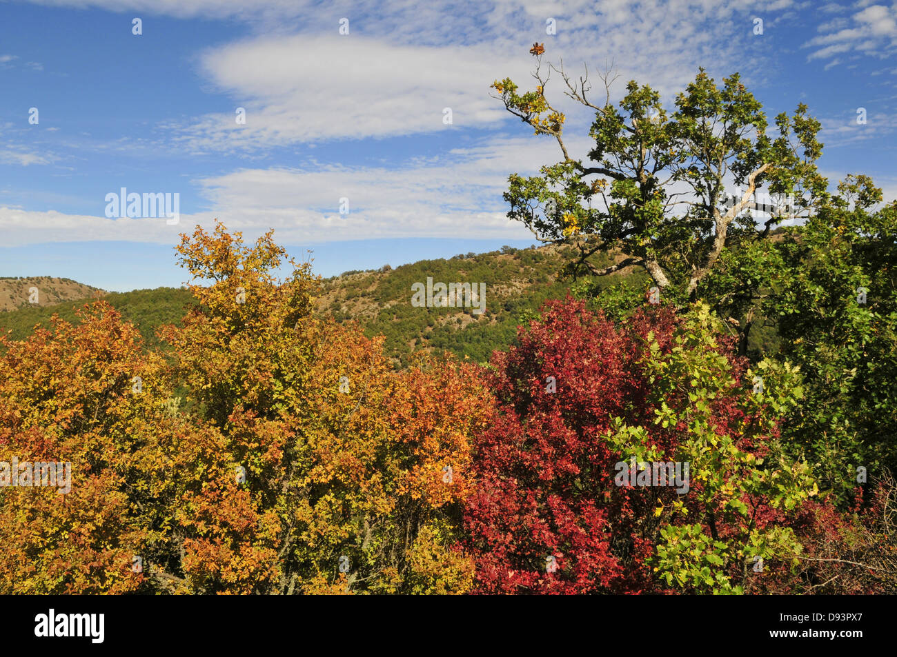 herbstliche Landschaft, Gennargentu-massiv, Sardinien, Italien Stockfoto