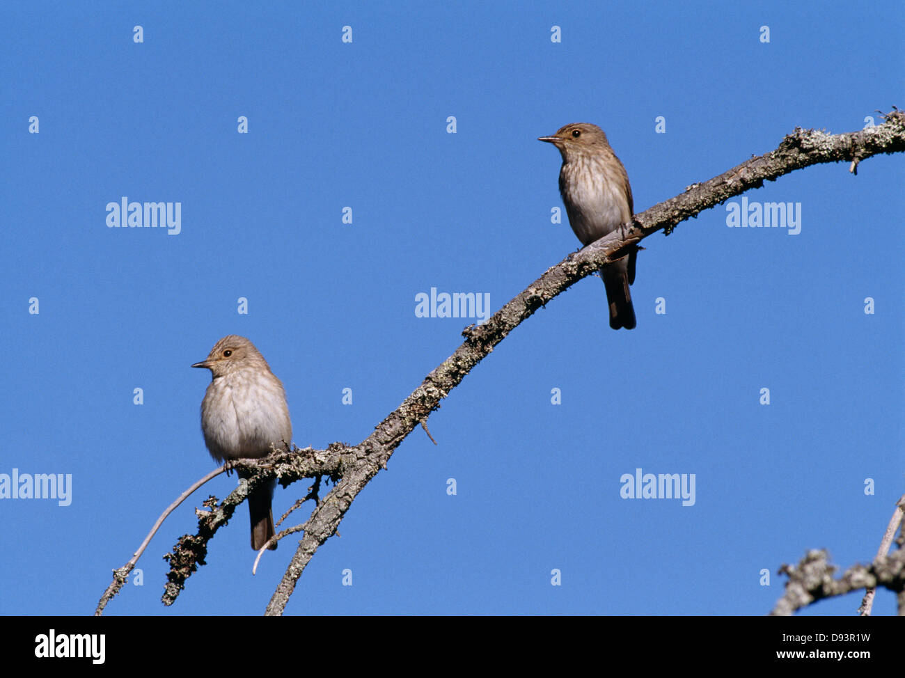 Zwei Vögel hocken auf Ast Stockfoto