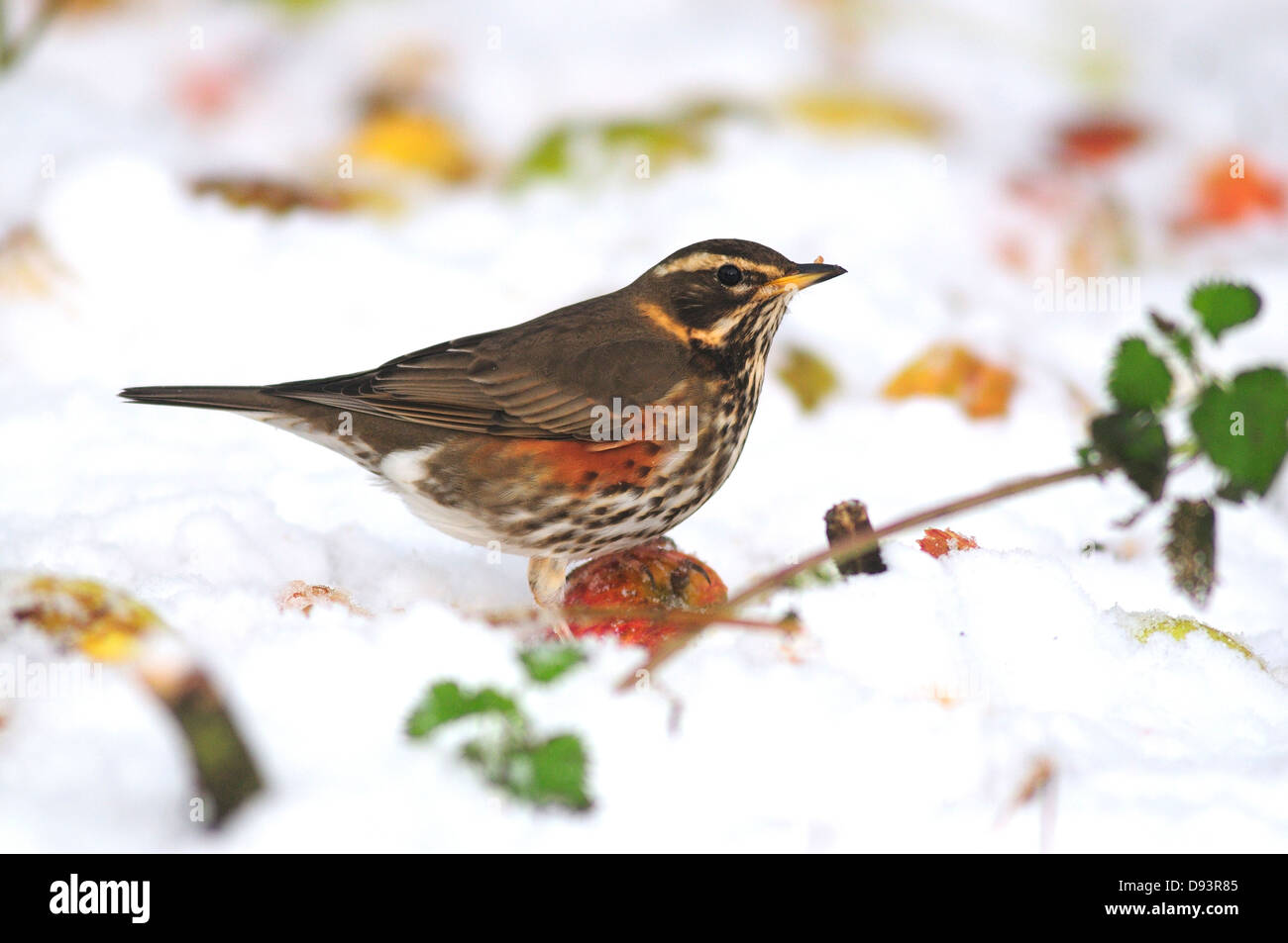 Eine Rotdrossel Fütterung auf einen Apfel im Schnee Stockfoto