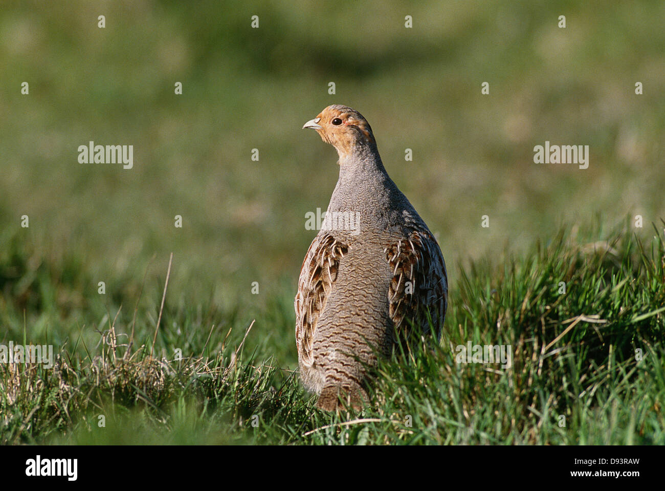 Grey Partridge auf Rasen wegschauen Stockfoto