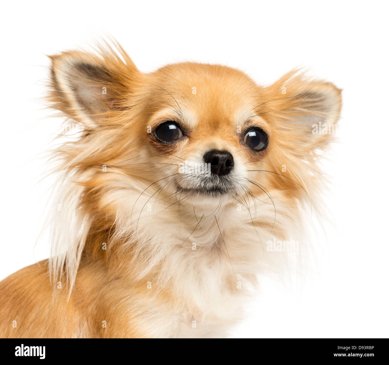 Nahaufnahme von Chihuahua schaut in die Kamera vor weißem Hintergrund Stockfoto