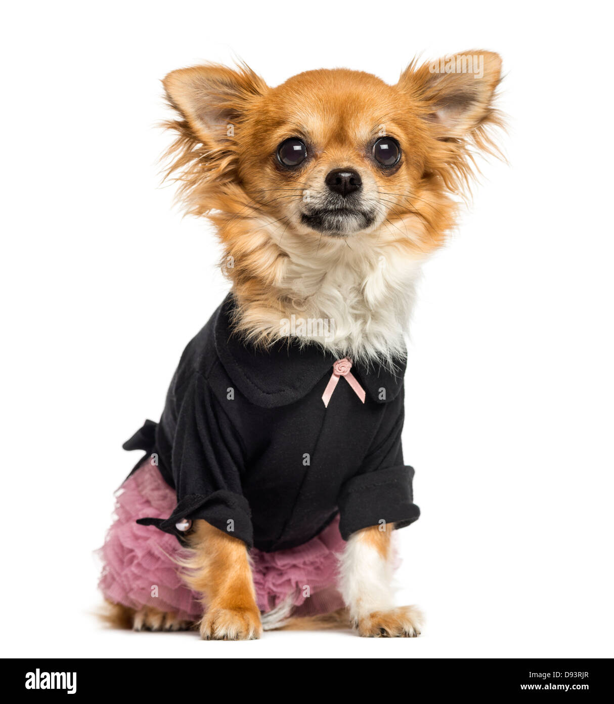 Chihuahua, 14 Monate alt, sitzt vor weißem Hintergrund verkleidet Stockfoto