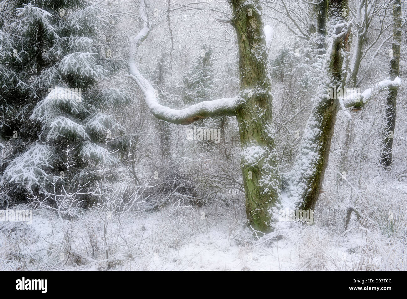 Schneebedeckten Wald Stockfoto