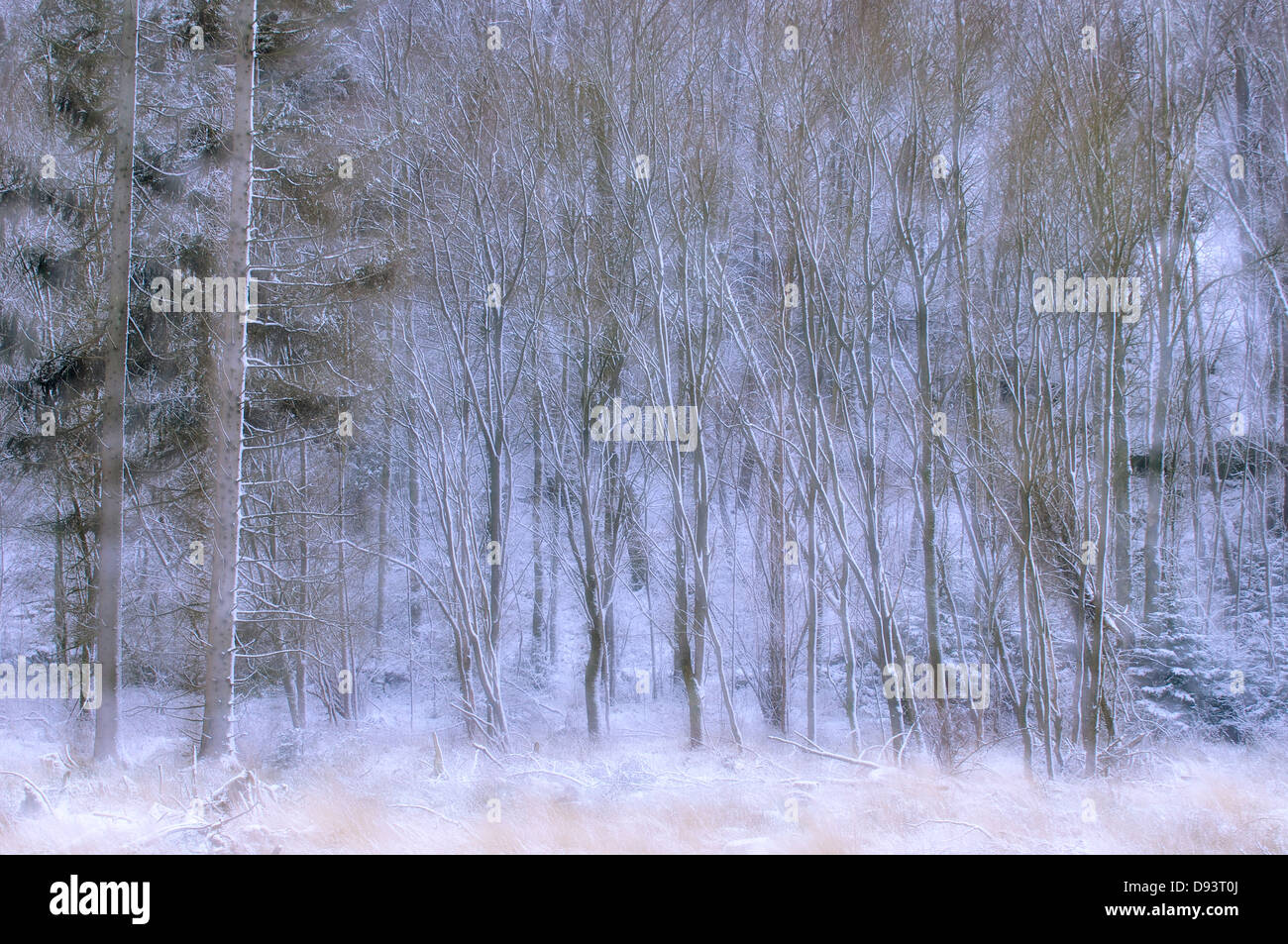 Schneebedeckten Wald Stockfoto