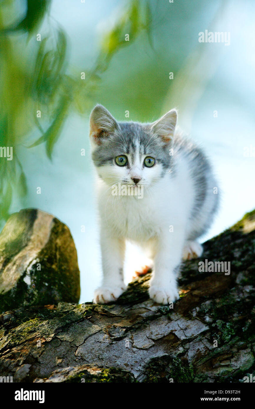 Kätzchen auf Baumstamm Stockfoto