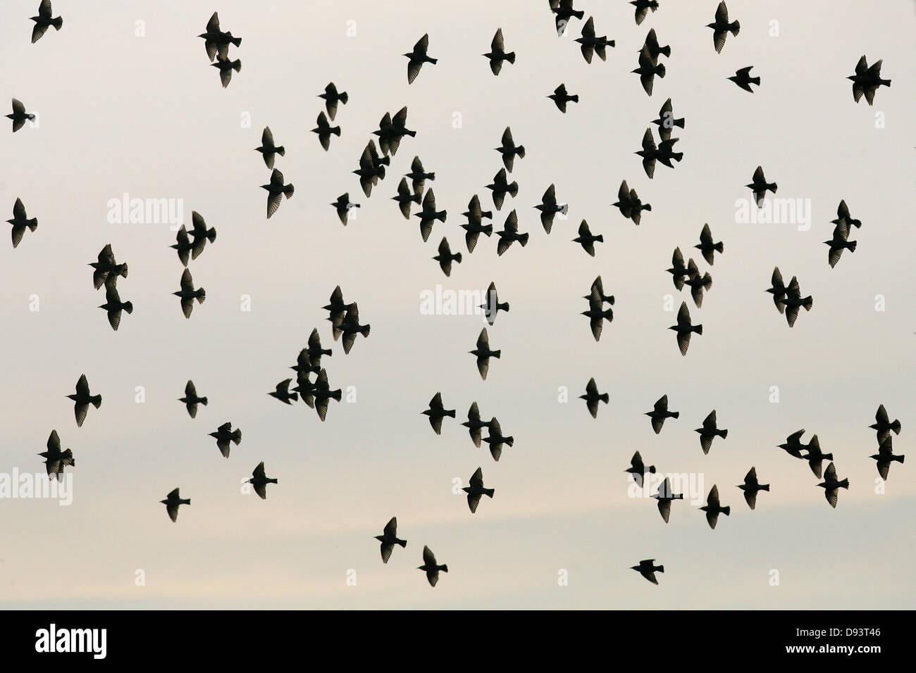 Herde von Staren gegen Himmel Stockfoto