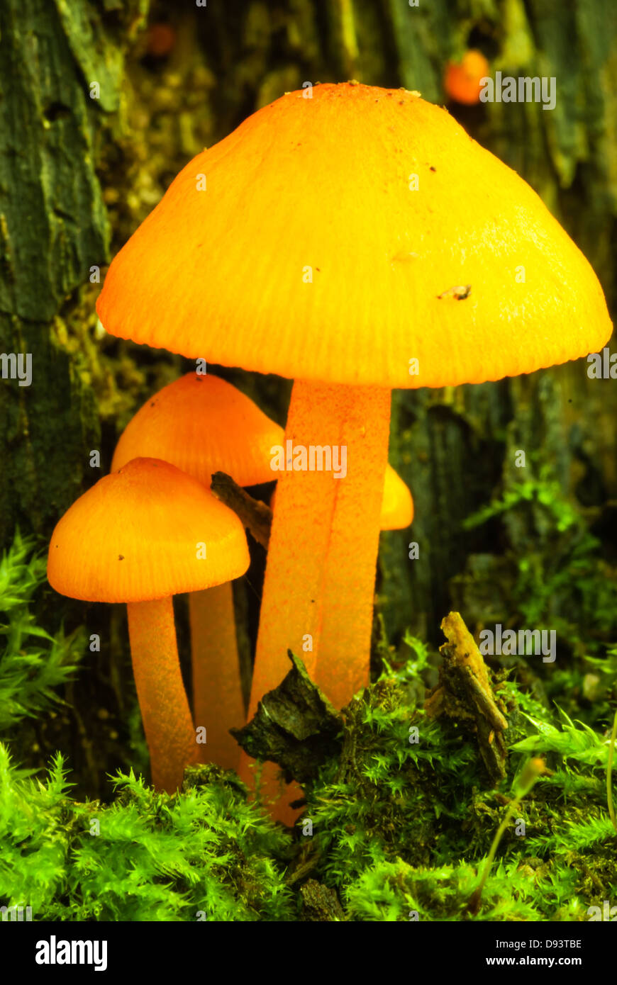 Cluster der kleine orange Pilze (Mycena Leaiana) umgeben von Moos, wenig Cataraqui Conservation Area, Ontario Stockfoto