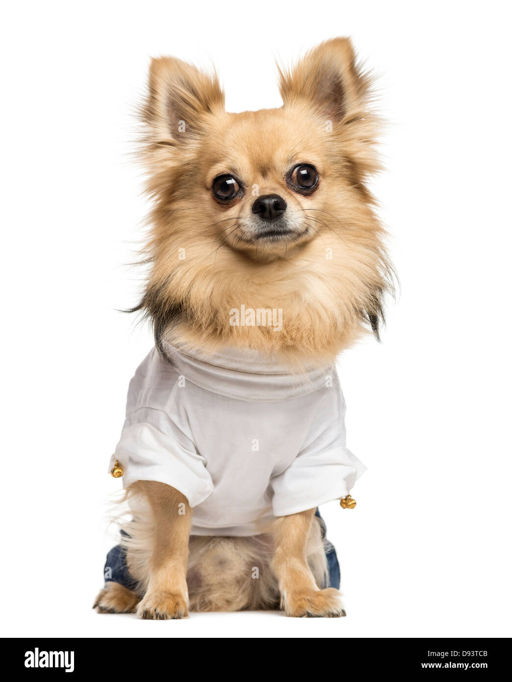 Verkleidete Chihuahua sitzen vor weißem Hintergrund Stockfoto