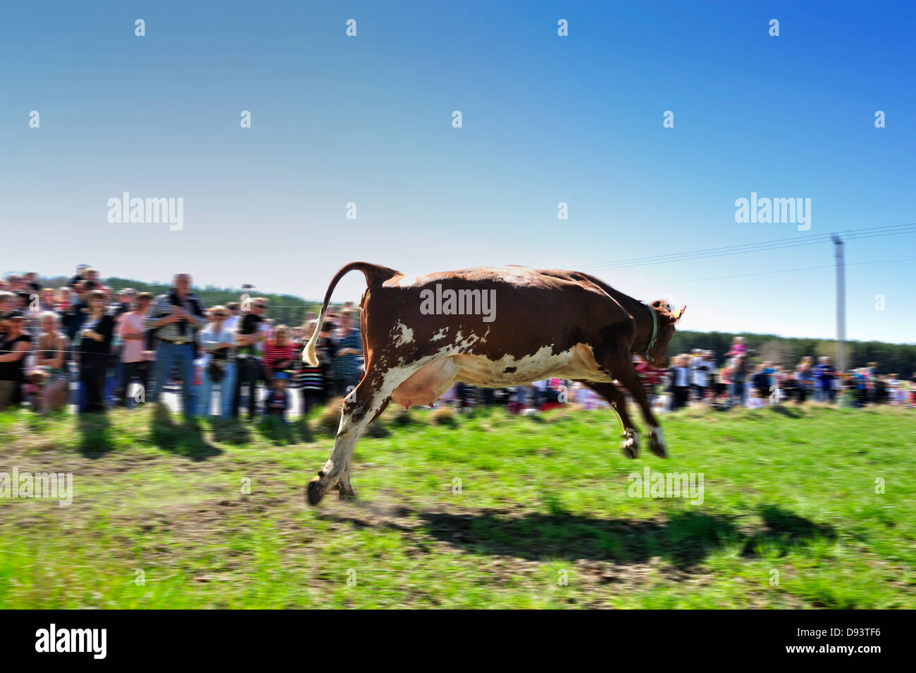 Rinder, die springen auf der Weide mit Zuschauer im Hintergrund Stockfoto