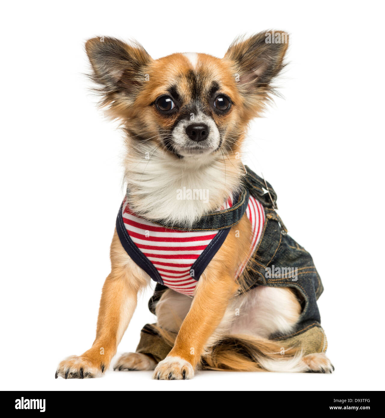 Chihuahua, 9 Monate alt, sitzt vor weißem Hintergrund verkleidet Stockfoto
