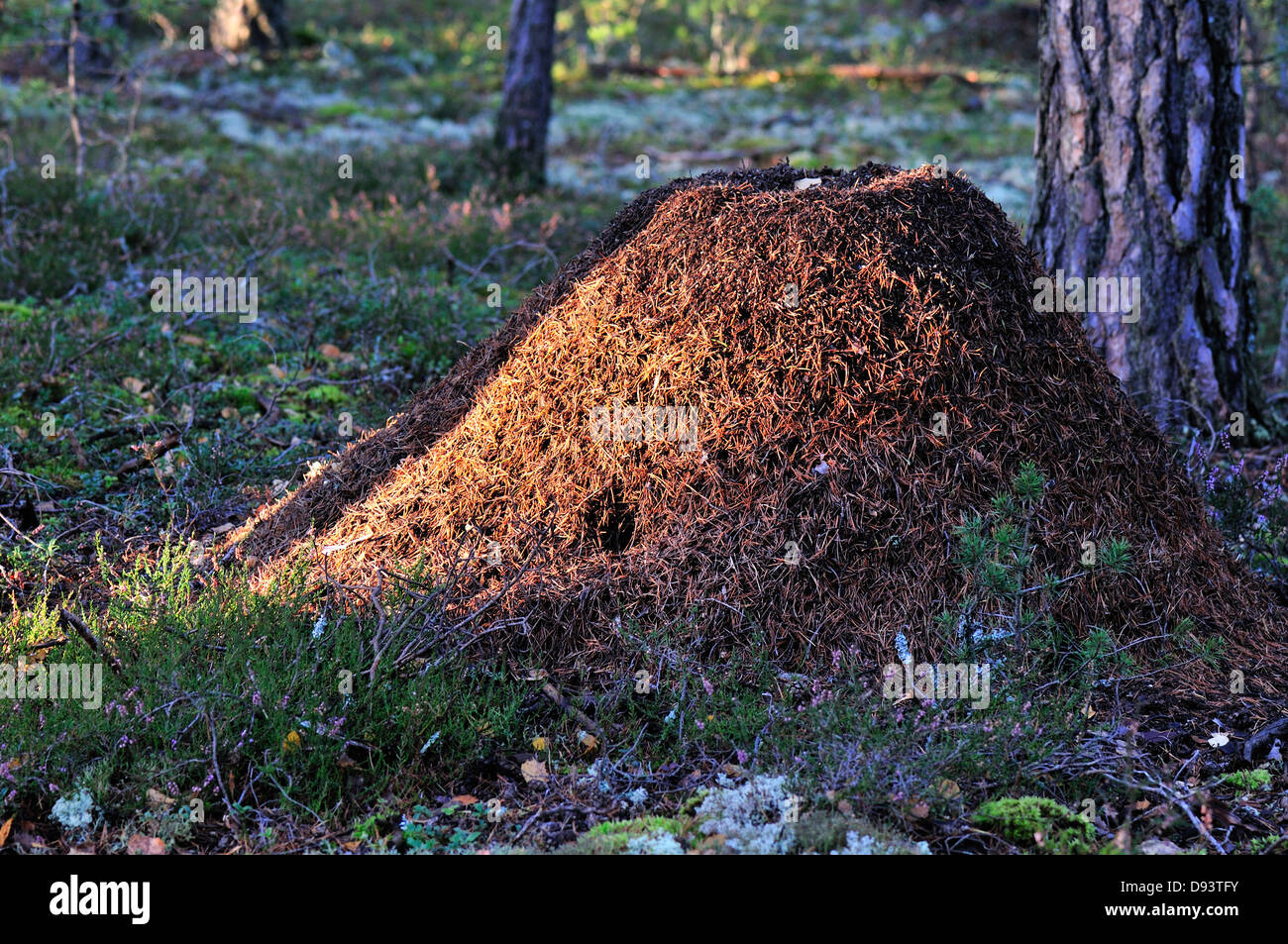 Ameisenhaufen im Wald Stockfoto