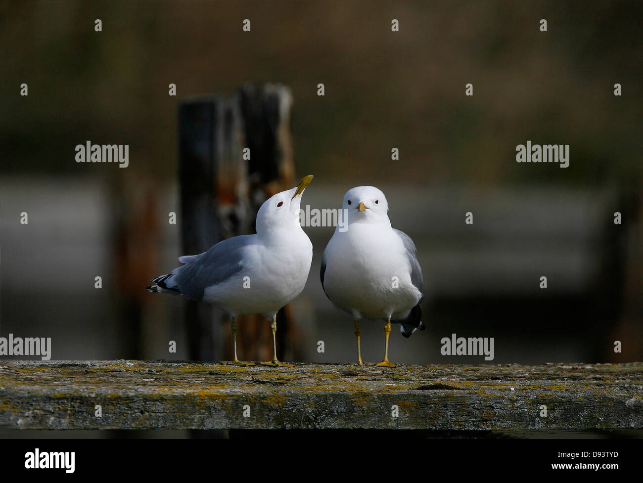 Zwei gemeinsame Möwe Vögel stehen auf Zaun Stockfoto
