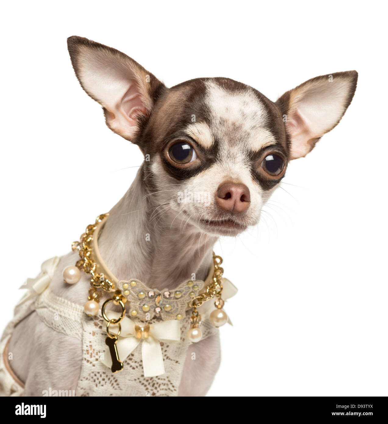 Nahaufnahme von verkleideten Chihuahua mit ausgefallenen Kragen vor weißem Hintergrund Stockfoto