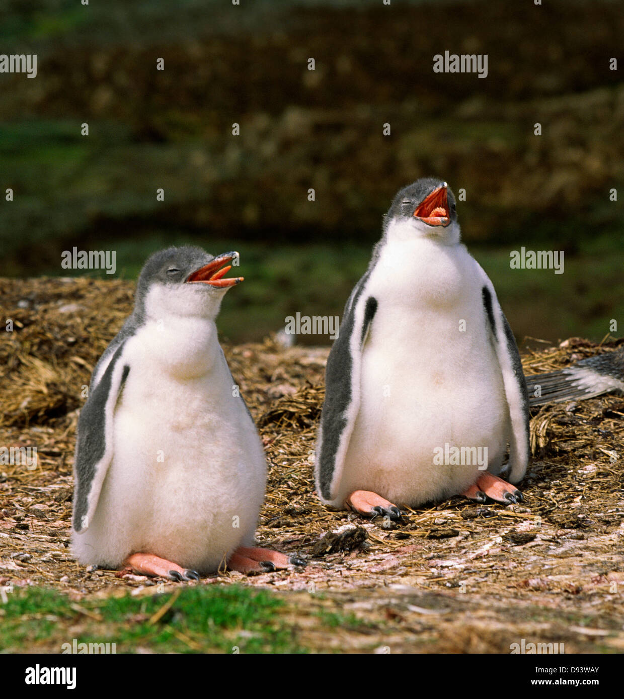 Zwei junge Gentoo penguin Stockfoto