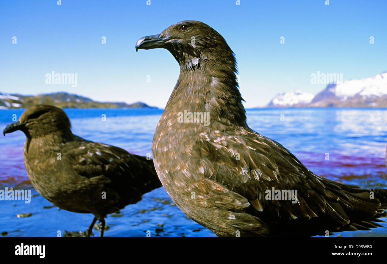Zwei Vögel in der Nähe von Meer Stockfoto