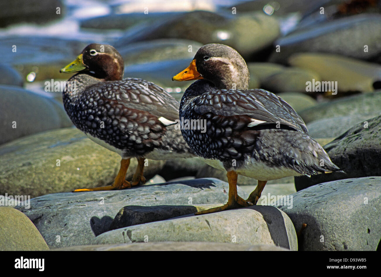 Zwei Vögel auf Felsen stehend Stockfoto