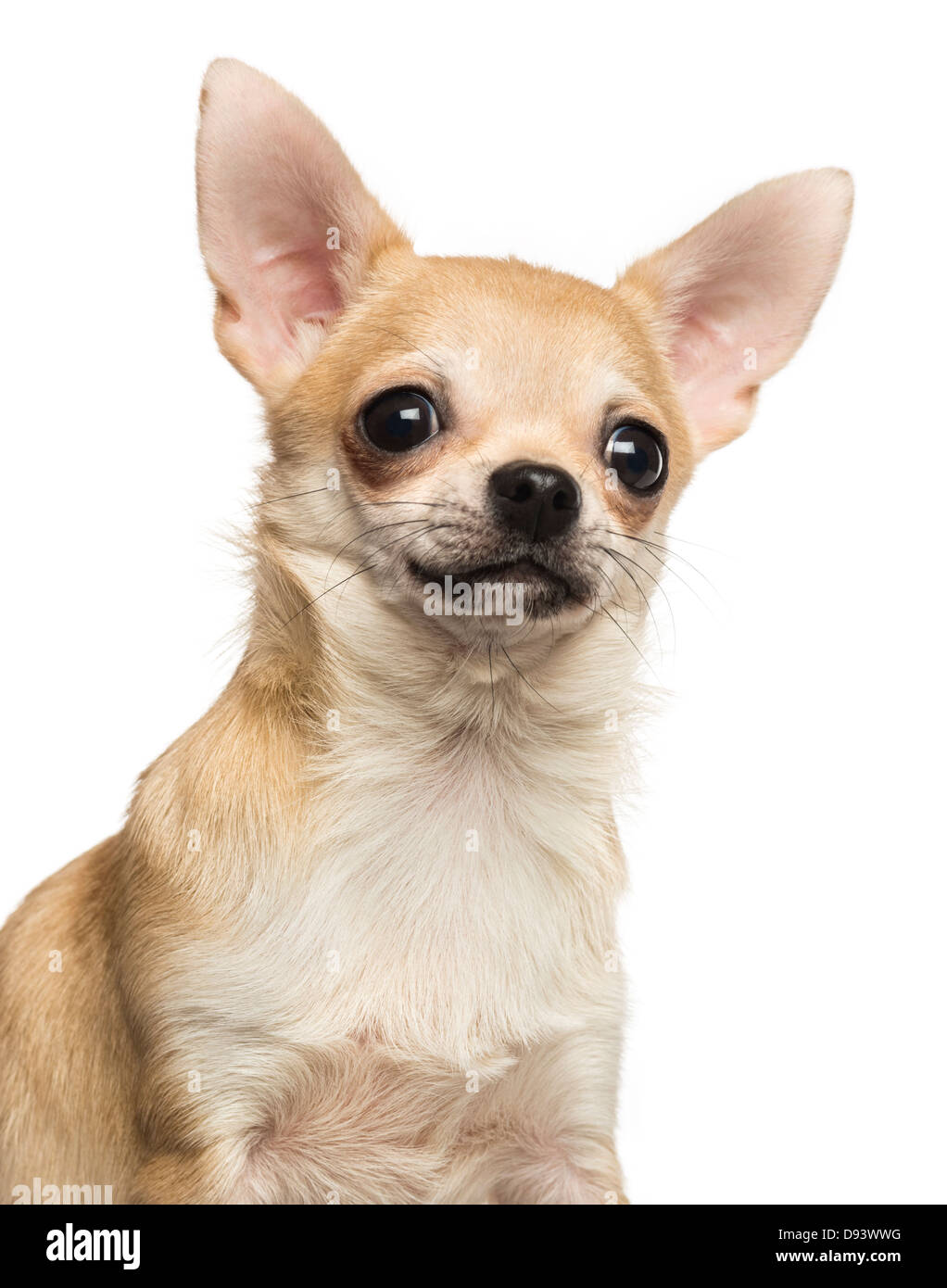 Nahaufnahme von Chihuahua, 10 Monate alt, vor weißem Hintergrund Stockfoto