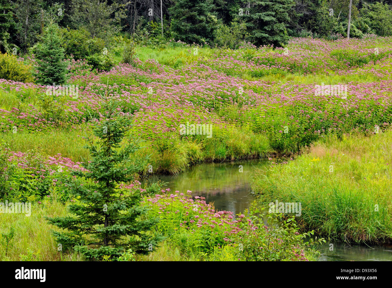 Blühende Joe – Pye Weed Kolonie und Fichten in der Nähe eines kleinen Baches größere Sudbury Naughton Ontario Kanada Stockfoto