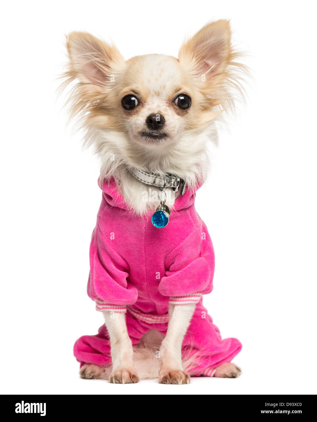 Chihuahua, 10 Monate alt, sitzt vor weißem Hintergrund verkleidet Stockfoto