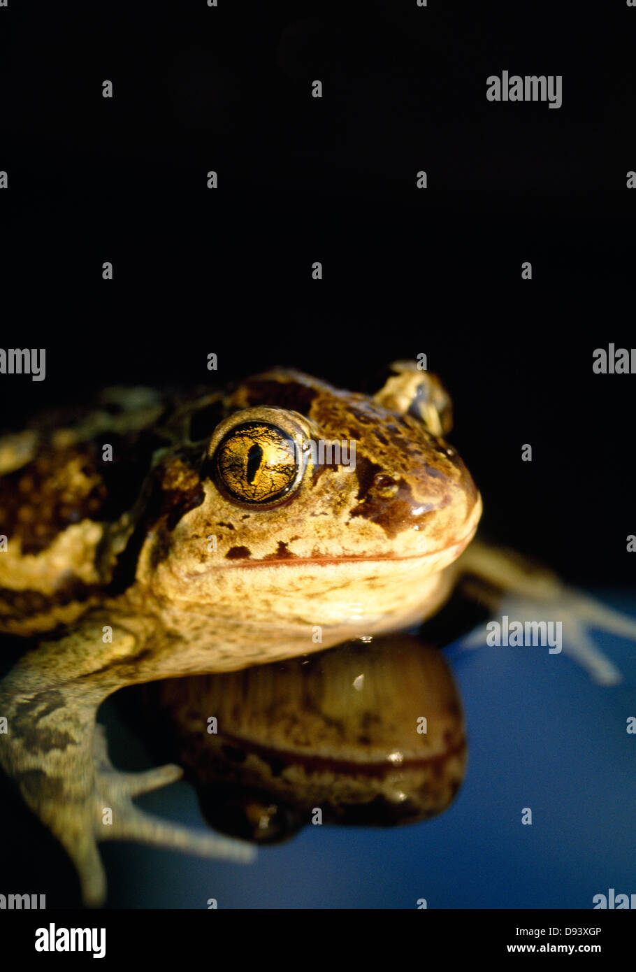 Nahaufnahme der katzenähnliche Kröte Stockfoto