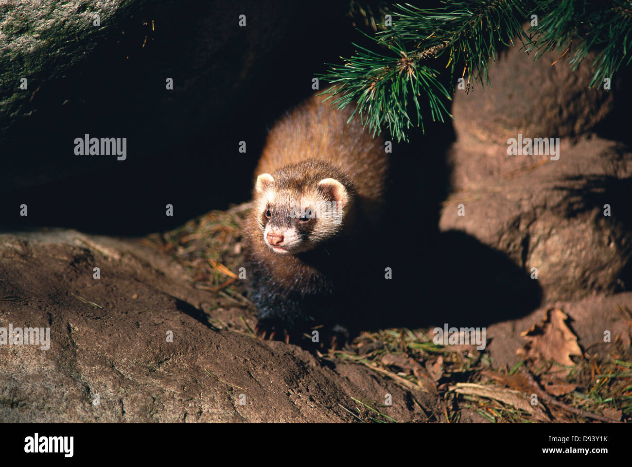 Ein Iltis. Stockfoto