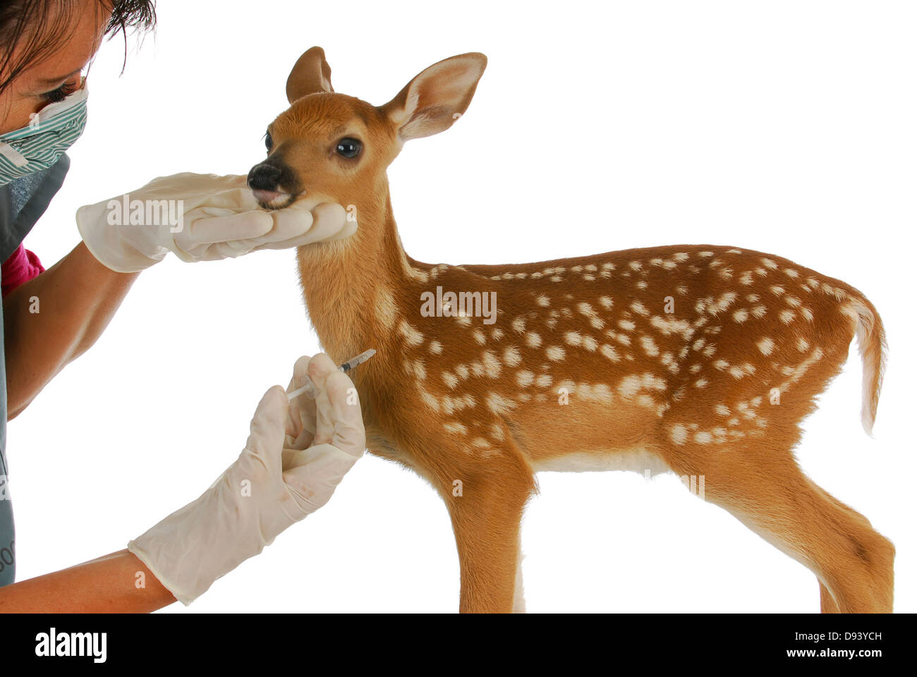 Wildlife Veterinary care - Tierarzt geben Nadel Baby Hirsch isoliert auf weißem Hintergrund Stockfoto