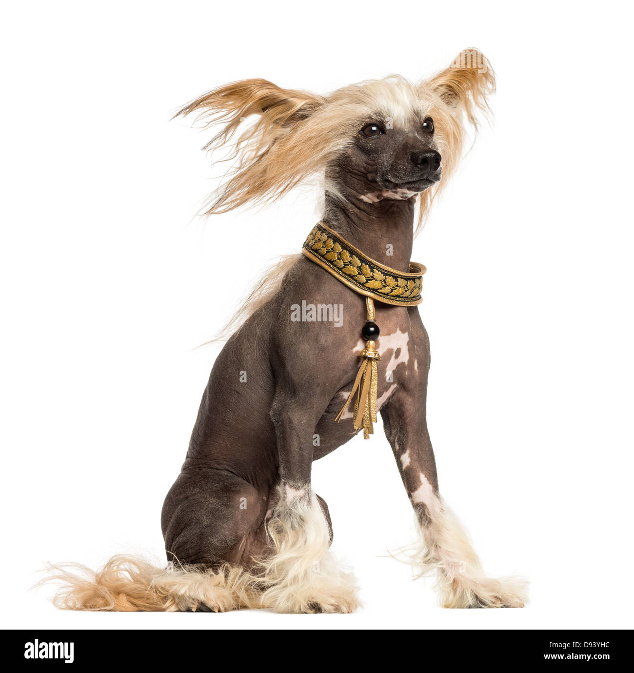 Chinese Crested Dog, 3 Jahre alt, sitzen und windgepeitschten vor weißem Hintergrund Stockfoto